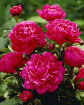 Без бренда «2KMB-4036» в Брянске 