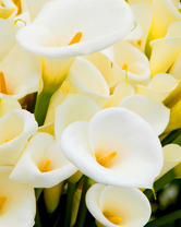 Без бренда «Белые каллы» в Брянске 