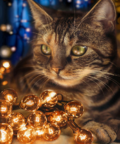 Без бренда «BOX40-2KXSB-0678» в Брянске 