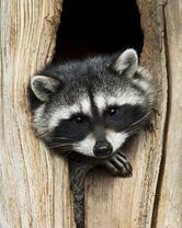 Без бренда «Енот в дупле» в Брянске 