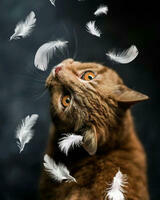 Без бренда «Кот среди перышек» в Брянске 