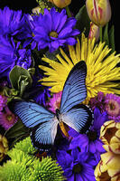 Без бренда «Голубая бабочка на цветущих хризантемах» в Брянске в интернет-магазине Без бренда «Голубая бабочка на цветущих хризантемах» в Брянске