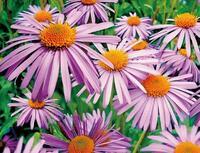 Без бренда «Фиолетовые хризантемы на клумбе» в Брянске в интернет-магазине Без бренда «Фиолетовые хризантемы на клумбе» в Брянске