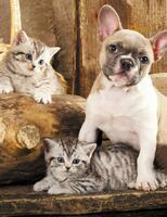Без бренда «Милый щенок французского бульдога и два котёнка» в Брянске 