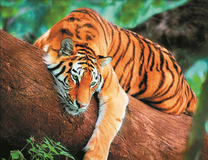 Тигр на большом дереве