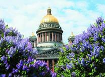 Исаакиевский собор среди цветущей сирени