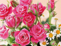 Без бренда «Букет розовых роз и ромашки» в Брянске 