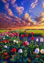 Без бренда «Поле тюльпанов под облачным небом» в Брянске 