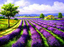 Лавандовые просторы и домик